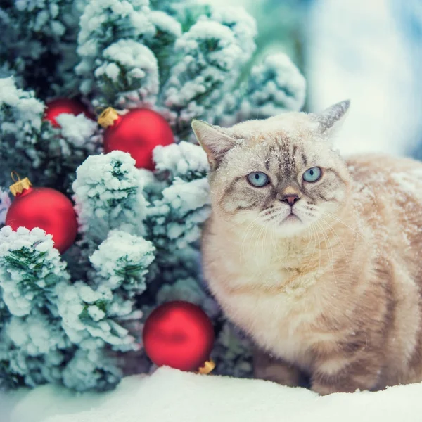 クリスマス用のモミの木の近く雪に座っている猫 — ストック写真