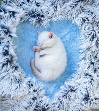 Küçük kedi üzerinde bir kalp şeklinde bir battaniyeye yenidoğan poz uyku