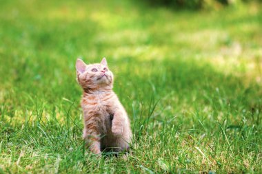 Sevimli küçük kırmızı kedi yavrusu çimenlerin üzerinde oturur