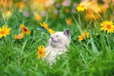 Çiçek çimenlerin üzerinde yürüyüş sevimli kedicik