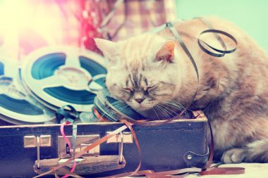 bir bavulla müzik makaraları, uyuyan kedi