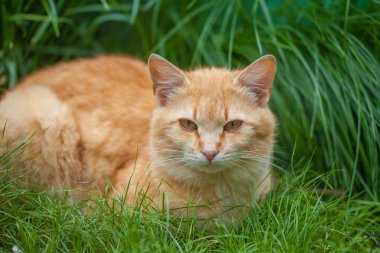 Şirin kedi çimenlerin üzerinde rahatlatıcı portresi