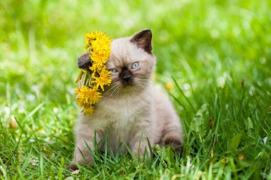 Sevimli kedicik çim, taç karahindiba çelenk