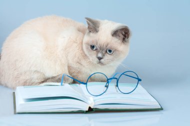 Üstünde belgili tanımlık defter (kitap yalan gözlüklü şirin iş akıllı kedi)