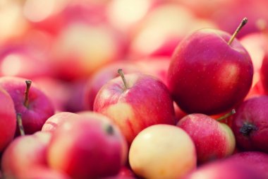 Kırmızı elma meyve bahçesi