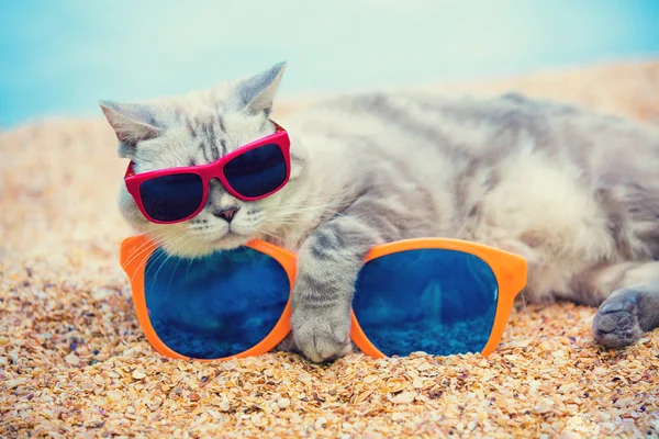 Gato Usando Gafas Sol Con Gafas Sol Grandes Relajándose Playa —  Fotos de Stock