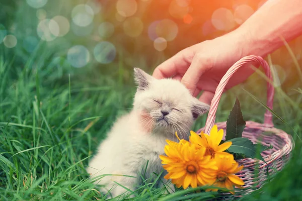 Cute Little Kitten Lying Sitting Grass Man Petting Kitten — Stock Photo, Image