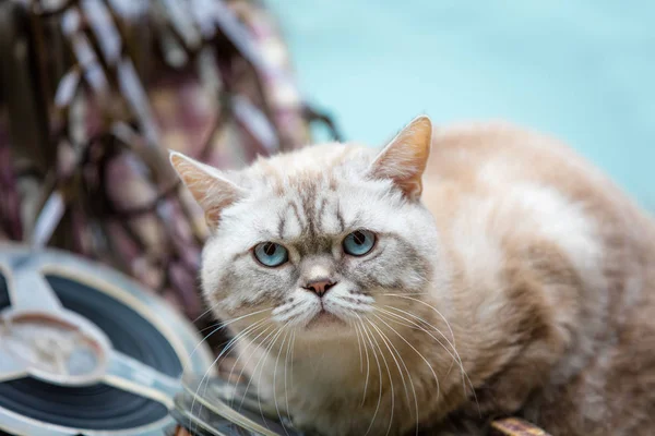 Cat Lies Musical Reels — Stock Photo, Image