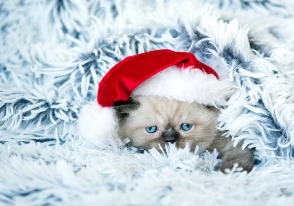 Kleines Kätzchen Mit Weihnachtsmann Mütze — Stockfoto