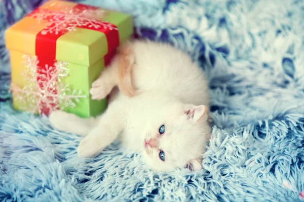 Cute Dreaming Little Kitten Lies Present Box Fluffy Blanket — Stock Photo, Image