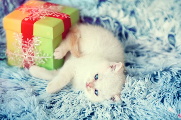 Bonito Gatinho Sonhando Encontra Perto Caixa Presente Cobertor Fofo — Fotografia de Stock