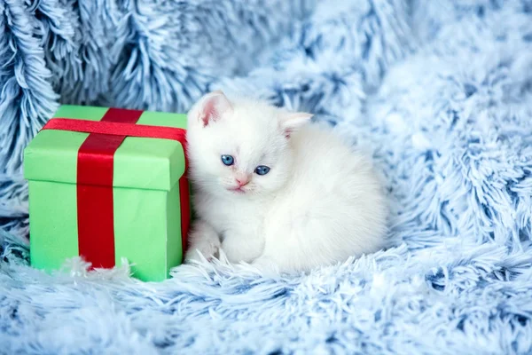 Niedliches Kleines Kätzchen Liegt Neben Der Geschenkbox Auf Flauschiger Decke — Stockfoto