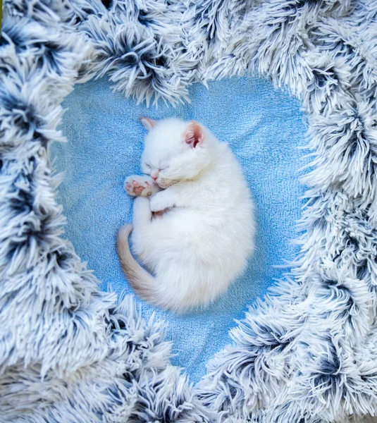 Piccolo Gattino Che Dorme Posa Neonato Una Coperta Forma Cuore — Foto Stock
