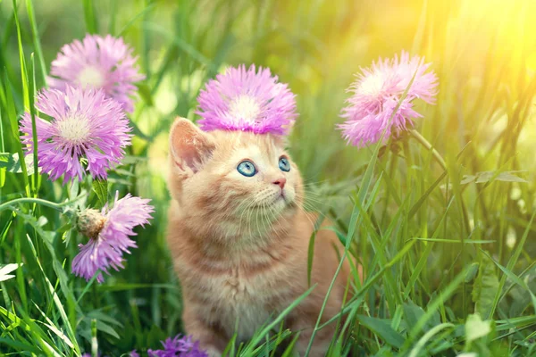 かわいい子猫赤花芝生の上を歩く — ストック写真