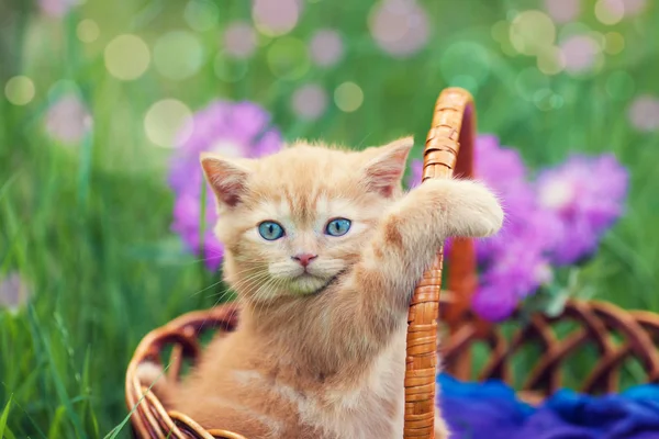 Mignon Petit Chaton Rouge Assis Dans Panier Sur Pelouse Fleurs — Photo