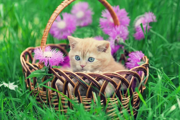 可爱的小红猫坐在花篮上的花草坪 — 图库照片