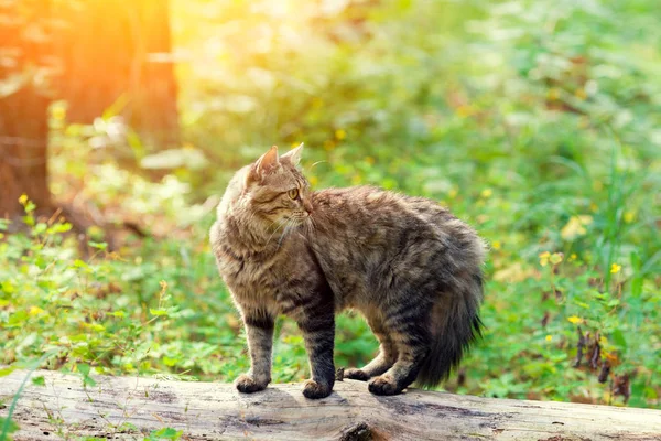 Gato Siberiano Caminhando Floresta Verão Gato Está Sobre Tronco — Fotografia de Stock