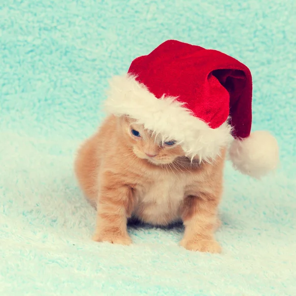 Kleine Kitten Met Kerstman Hoed — Stockfoto