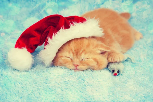 Slapende Kleine Kitten Met Kerstman Hoed — Stockfoto