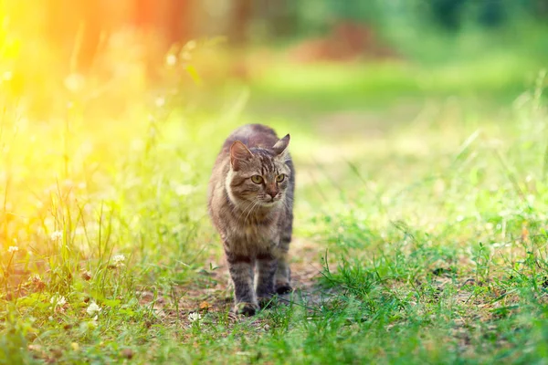 Siberian Cat Walks Path Forest — Stock Photo, Image