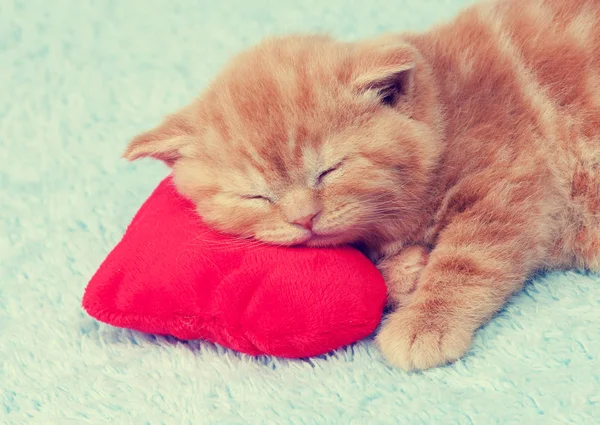 红头发的小猫睡在一个红色的心形枕头上 — 图库照片