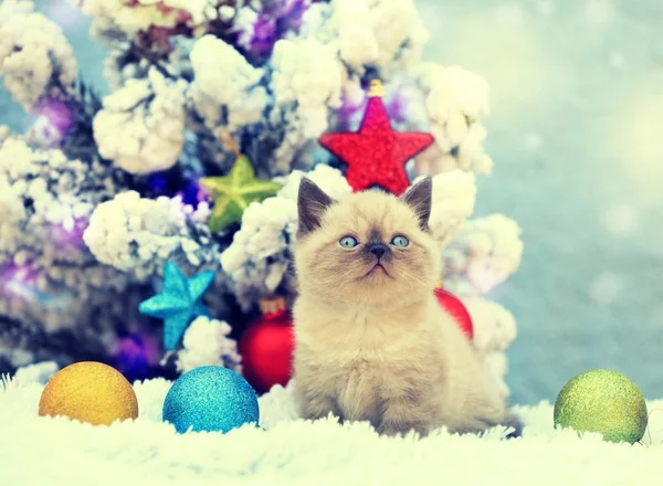 Pequeño Gatito Sentado Cerca Abeto Con Decoración Navidad — Foto de Stock