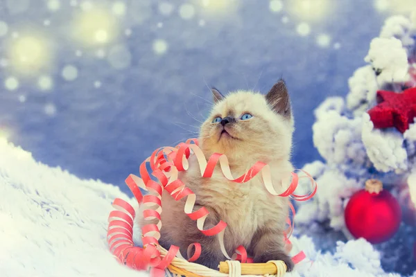 Portrait of a little cute kitten entangled in Christmas streamer. Kitten sitting near decorated fir tree