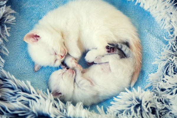 Kleines Kätzchen Schläft Mit Neugeborenem Kätzchen Auf Einer Decke Herzform — Stockfoto