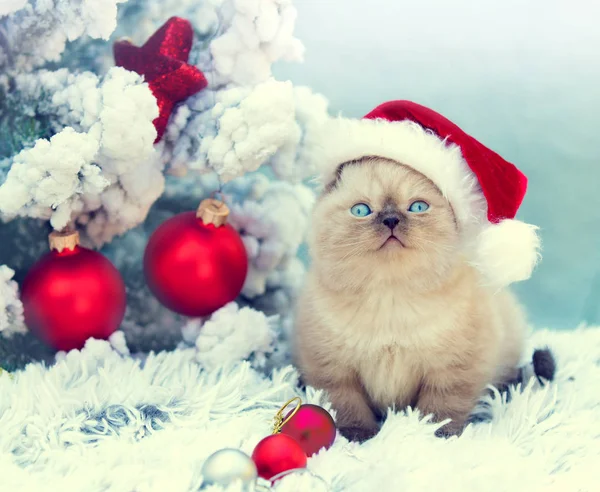 Weihnachtsszene Kleines Kätzchen Mit Weihnachtsmannmütze Sitzt Auf Flauschiger Decke Neben — Stockfoto