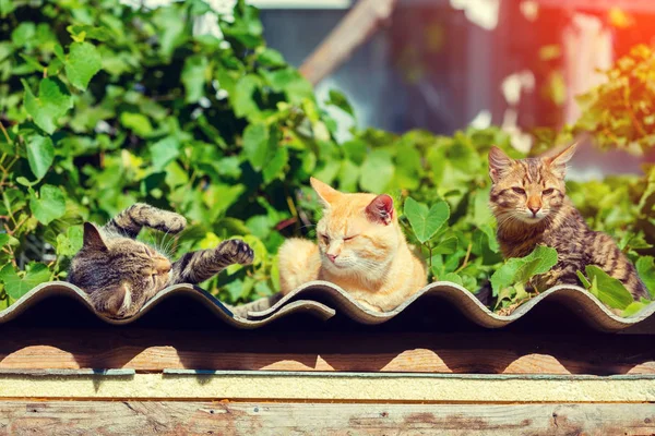 Three Kittens Lying Wavy Surface Outdoor Vineyard Summer — Stock Photo, Image