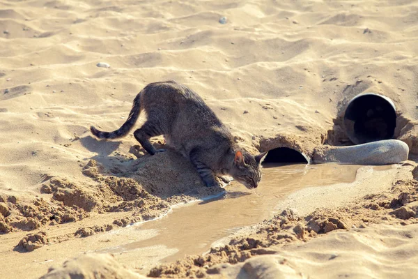 Cat Drinking Water Beach — Stock Photo, Image