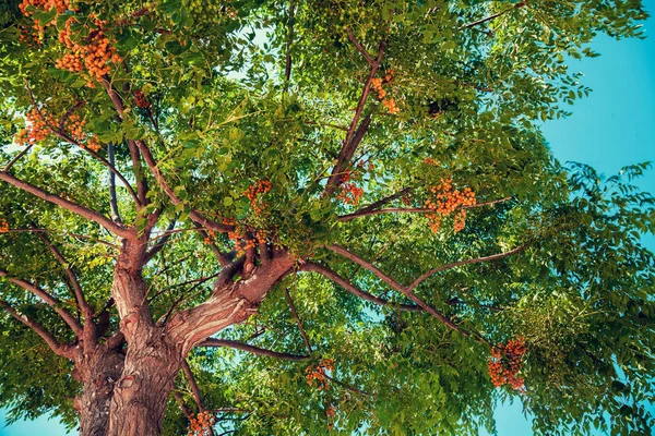 Верхні Гілки Дерева Фоні Блакитного Неба — стокове фото