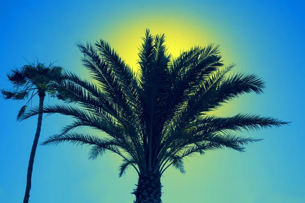 Silhouette Palm Trees Sky Sunset — Stock Photo, Image