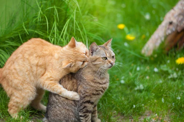 Δύο Γάτες Παίζουν Στον Κήπο — Φωτογραφία Αρχείου