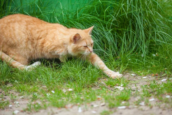 Gatto Furtivamente Erba — Foto Stock