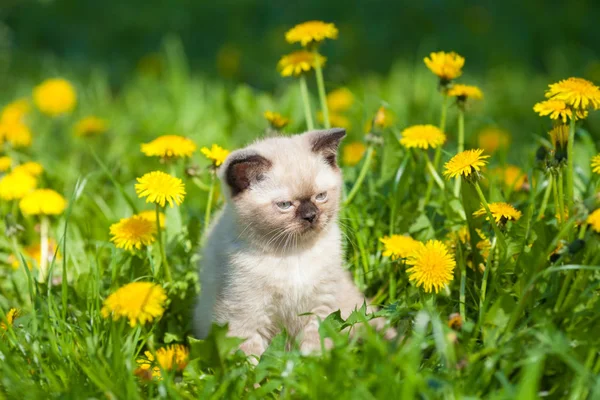 在阳光明媚的日子里 小猫咪在蒲公英的草坪上漫步 — 图库照片