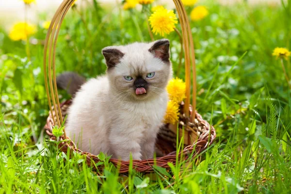 Drömmer Lilla Kattunge Promenader Gräset Solig Dag Sitter Korg — Stockfoto