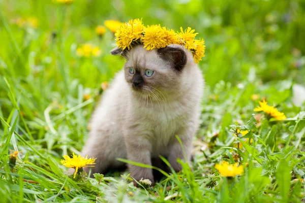 Niedliches Kleines Kätzchen Auf Dem Gras Gekrönter Löwenzahnkranz — Stockfoto