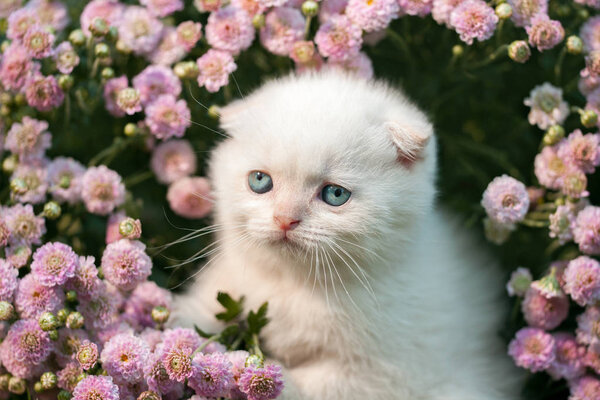 Милая маленькая белая шотландская кошечка сидит на цветочном лугу
