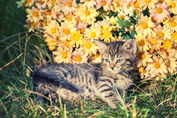 Gatinho Bonito Relaxante Livre Flores Jardim — Fotografia de Stock