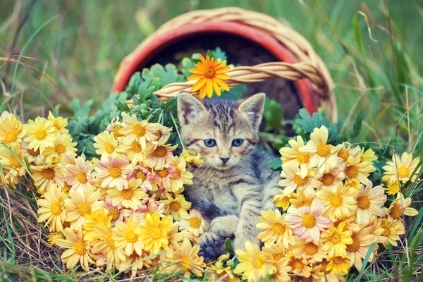 Niedliche Kätzchen Entspannen Freien Blumen Garten — Stockfoto