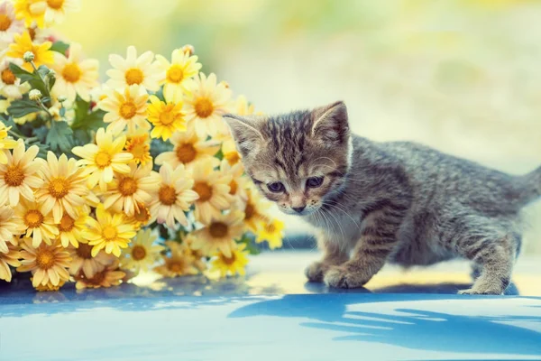 Котёнок Саду Рядом Цветами — стоковое фото
