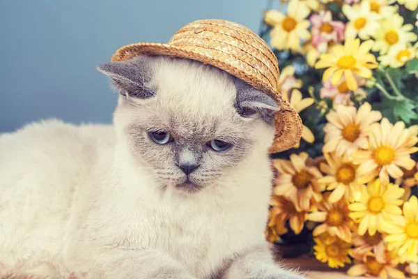 Chaton Siamois Mignon Portant Chapeau Paille Près Des Fleurs — Photo