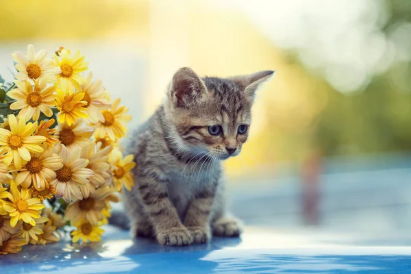 Little kitten in the garden near flowers