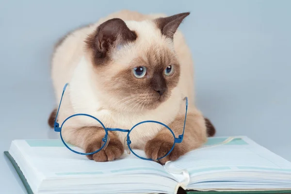Schattig Business Slimme Kat Met Bril Liggend Laptop Boek — Stockfoto