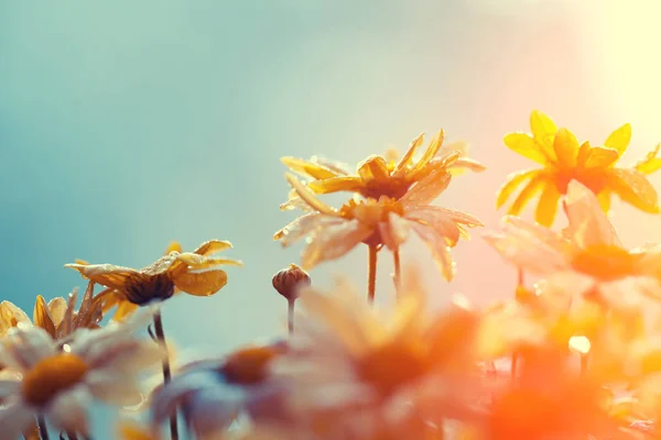 日落时的古色古香的花朵背景 — 图库照片