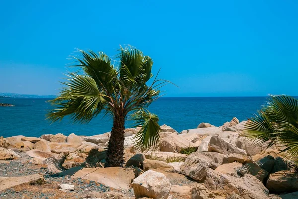 Praia Rochosa Com Palmeira Natureza Chipre — Fotografia de Stock