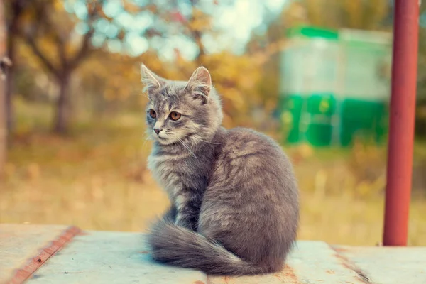 西伯利亚小猫秋季户外写真 — 图库照片