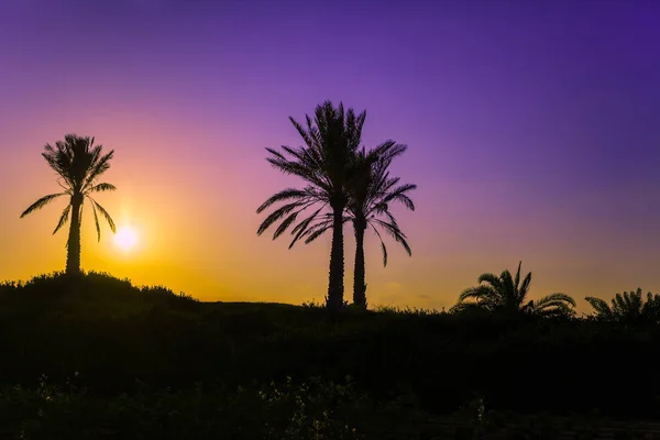 Silhouet Van Palm Bomen Bij Zonsondergang Achtergrond — Stockfoto