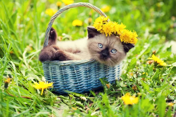 Chaton Siamois Mignon Sur Herbe Chapelet Pissenlit Couronné — Photo